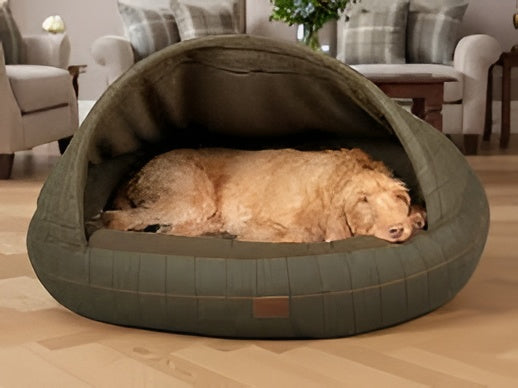 Essential Pet Comfort Guide
